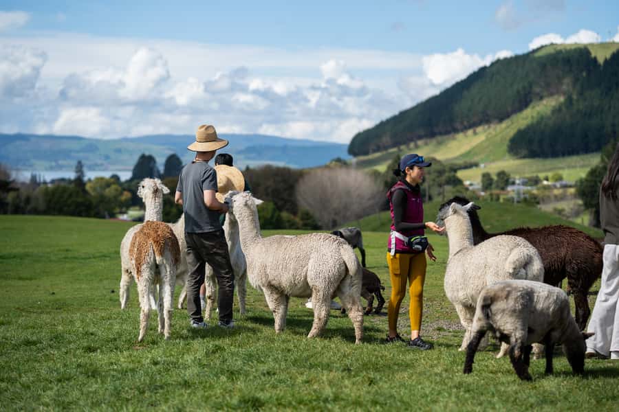 Rotorua: Authentic Kiwi Farm Experience at the Agrodome - Key things that make the Agrodome experience worth your time