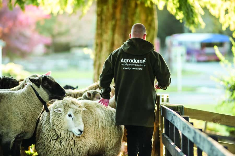 Rotorua: Authentic Kiwi Farm Experience at the Agrodome - Should you book the Agrodome farm experience?