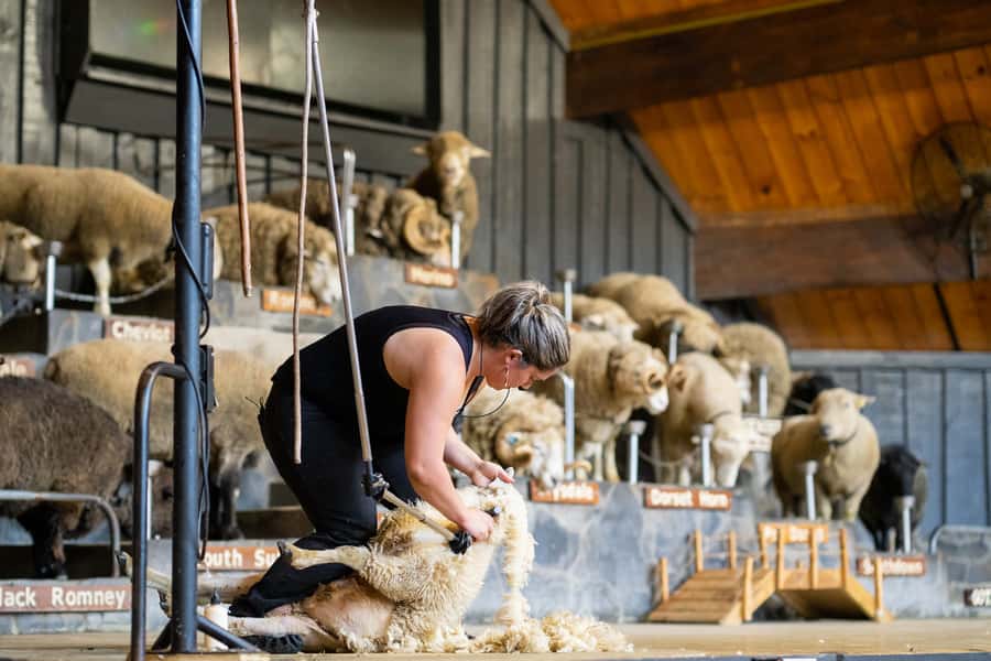 Rotorua: Authentic Kiwi Farm Experience at the Agrodome - The farm tour on all-terrain trailers: covered, practical, and animal-heavy