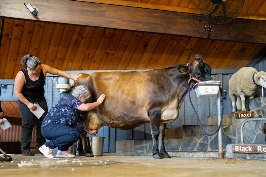 Rotorua: Authentic Kiwi Farm Experience at the Agrodome - The Farm Nursery: get close, hand-feed, and meet the baby animal crew