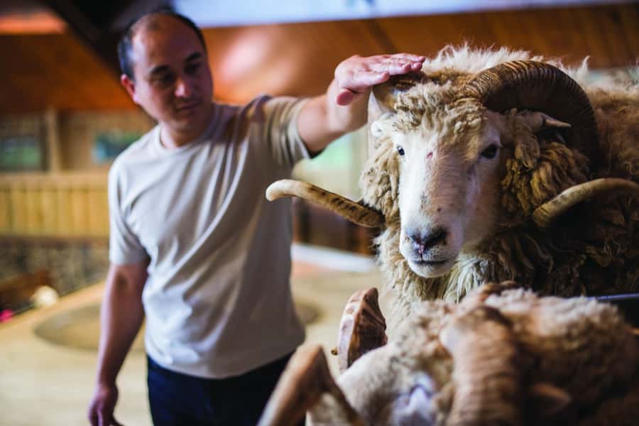 Rotorua: Authentic Kiwi Farm Experience at the Agrodome - Price and value: why $38 feels fair for a 2.5-hour working-farm day