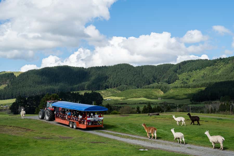 Rotorua: Authentic Kiwi Farm Experience at the Agrodome - The 1-hour farm show: sheep shearing, sheepdogs, and audience fun
