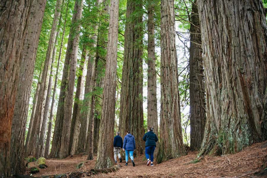 Rotorua: Explore The Lakes Half-Day Morning Tour - Kaituna River Lookouts, Okere Falls, and Tutea Falls