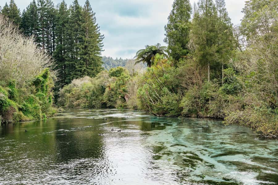 Rotorua: Explore The Lakes Half-Day Morning Tour - Hamurana Springs: Redwood Walks and Turquoise Water