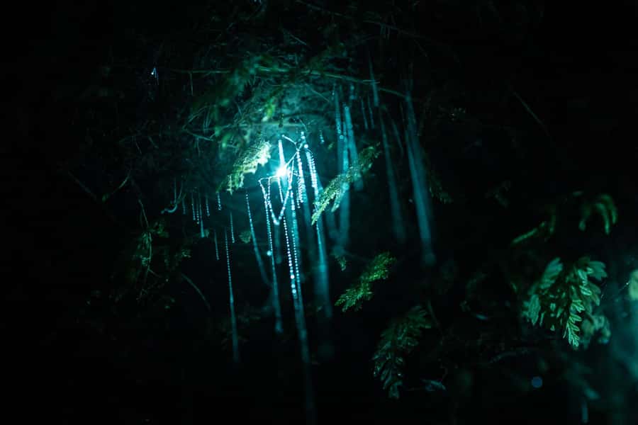 Rotorua: Glow Worm Kayak Tour - FAQ