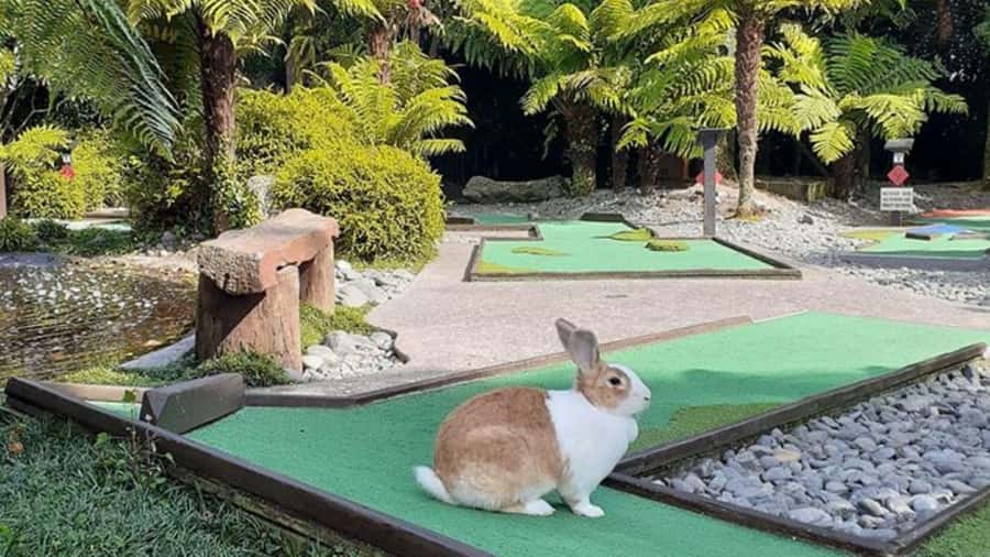 Rotorua: Mini Golf Experience - Rotorua mini golf in native scenery, not a generic layout