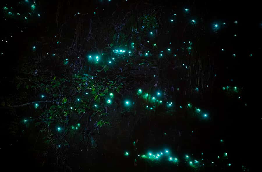 Rotorua: Nocturnal Glow-Worm Adventure Tour with a Guide - Rotorua After Dark: What This Glow-Worm Walk Feels Like