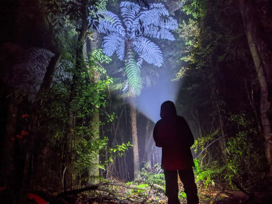 Rotorua: Nocturnal Glow-Worm Adventure Tour with a Guide - Getting Kitted Out: Flashlights, Boots, and Wet-Weather Reality