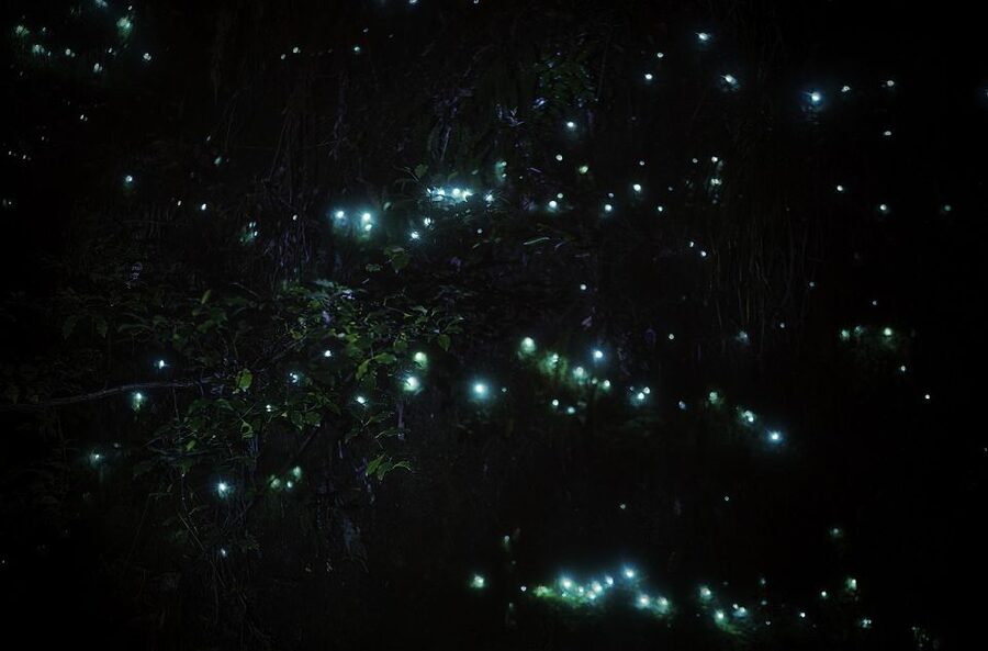 Rotorua: Nocturnal Glow-Worm Adventure Tour with a Guide - The 2-Kilometer Native Forest Walk in Low Light