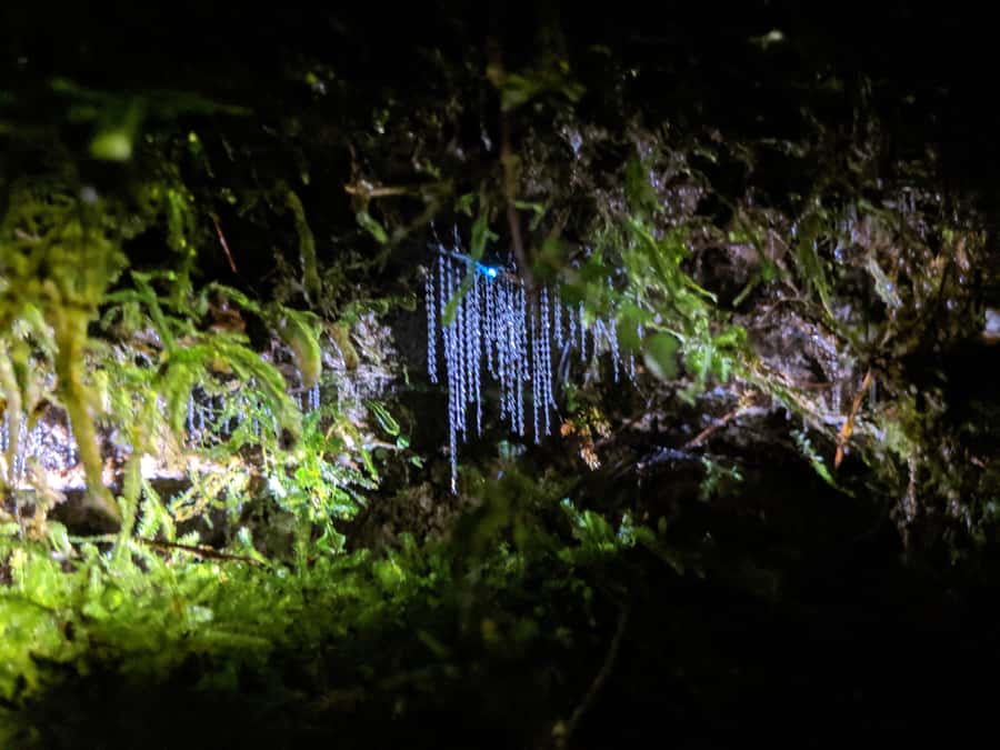 Rotorua: Nocturnal Glow-Worm Adventure Tour with a Guide - Safety and Fitness: Who This Tour Is For