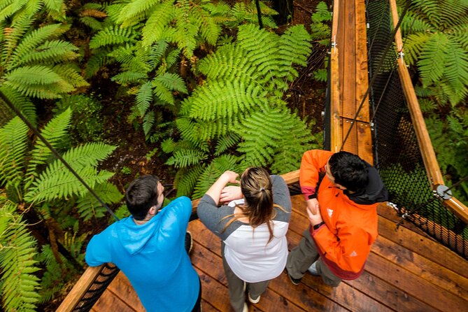 Rotorua: Redwoods Adventure 3-Hours - Stop 2: Treewalk in daylight, then Nightlights with Fast Pass access