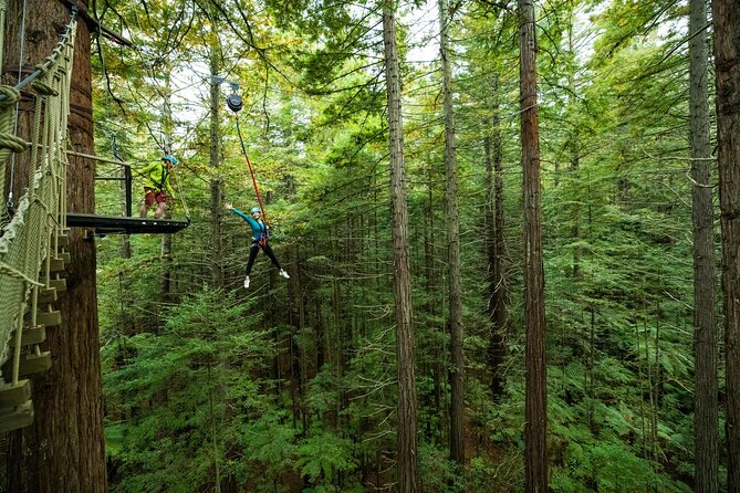 Rotorua: Redwoods Altitude High Ropes Adventure - Daytime Treewalk Meets Glowworms: two moods, one ticket