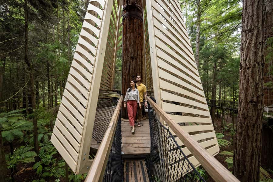 Rotorua: Redwoods Altitude, Nighttime Fast Pass, & Treewalk - Key highlights at a glance