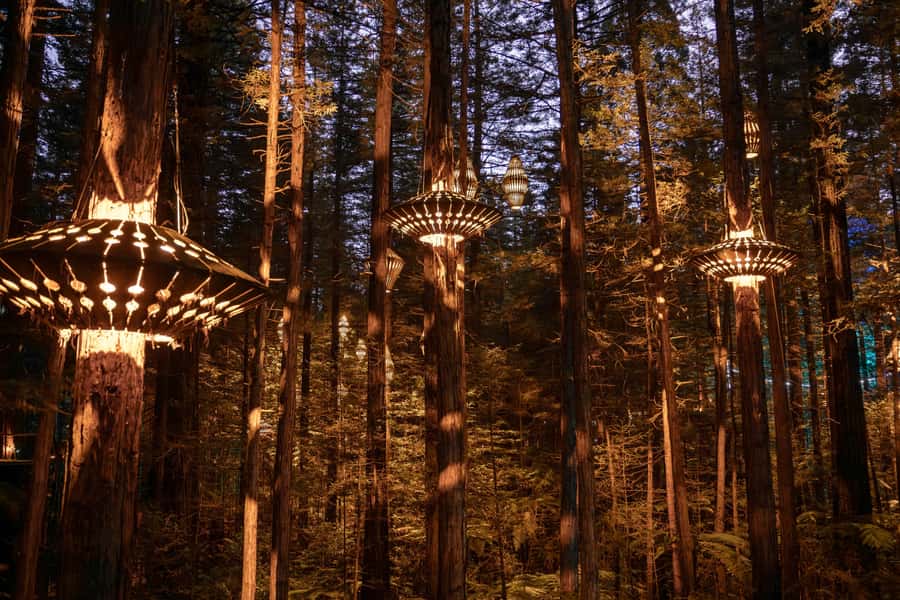 Rotorua: Redwoods Altitude, Nighttime Fast Pass, & Treewalk - Altitude in the Redwoods canopy, 25 metres up