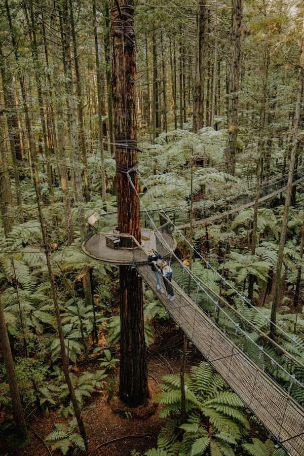 Rotorua: Redwoods Altitude, Nighttime Fast Pass, & Treewalk - Nightlights with Fast Pass: when the forest turns otherworldly