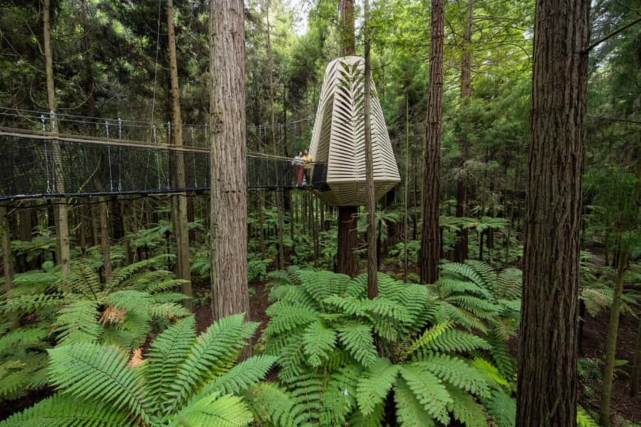 Rotorua: Redwoods Altitude, Nighttime Fast Pass, & Treewalk - Price and value: is $118 worth it?