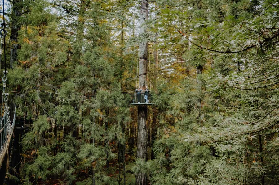 Rotorua: Redwoods Altitude, Nighttime Fast Pass, & Treewalk - How to time it in your Rotorua day