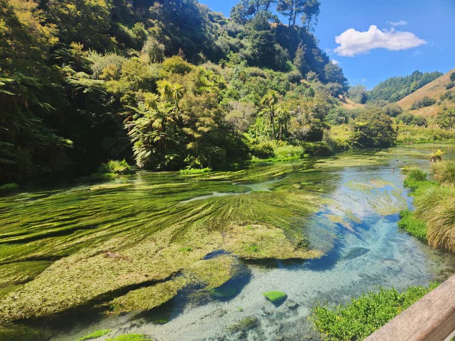 Rotorua & Taupo DayTour Waiotapu & Huka Falls from Auckland - Rotorua: geothermal energy plus Blue Springs and Red Wood Forest vibes