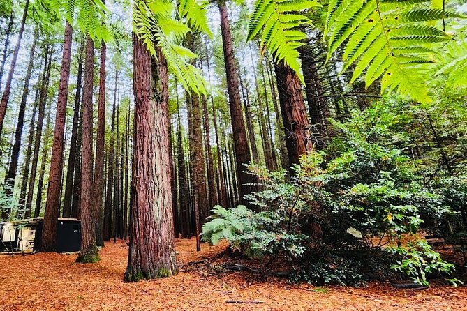 Rotorua & Taupo DayTour with Waiotapu & Huka Falls from Auckland - Waiotapu Thermal Park: Lady Knox, mud pools, and boardwalk time