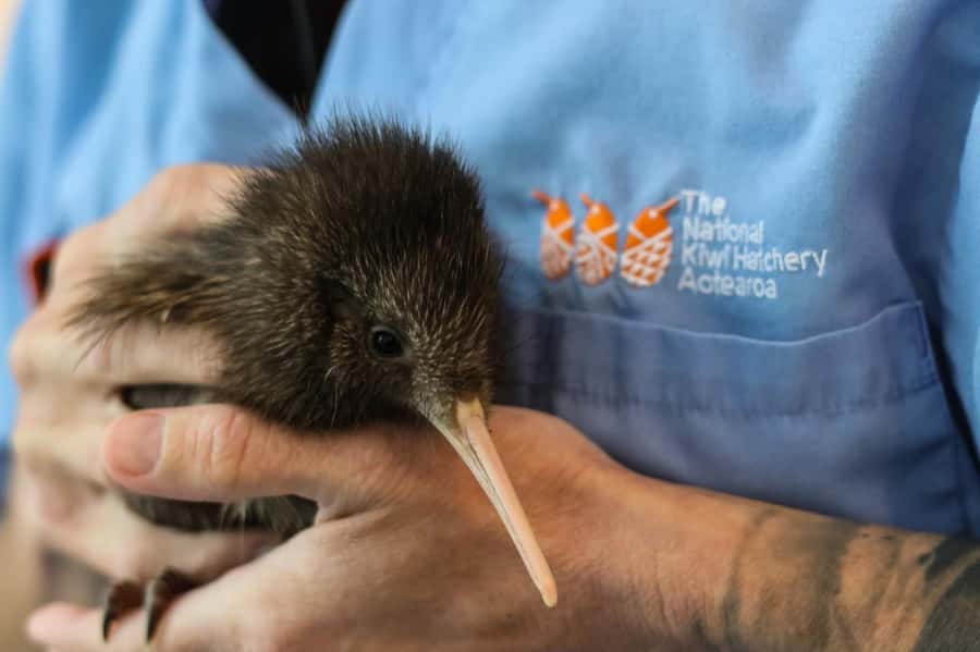 Rotorua: The National Kiwi Hatchery Kiwi Encounter Tour - Why this Rotorua stop feels meaningful