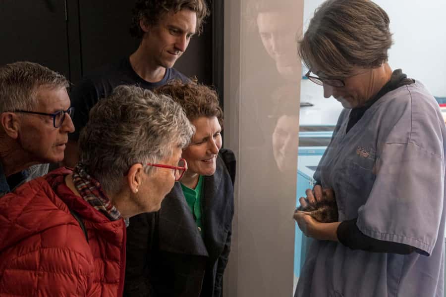 Rotorua: The National Kiwi Hatchery Kiwi Encounter Tour - Key points before you go
