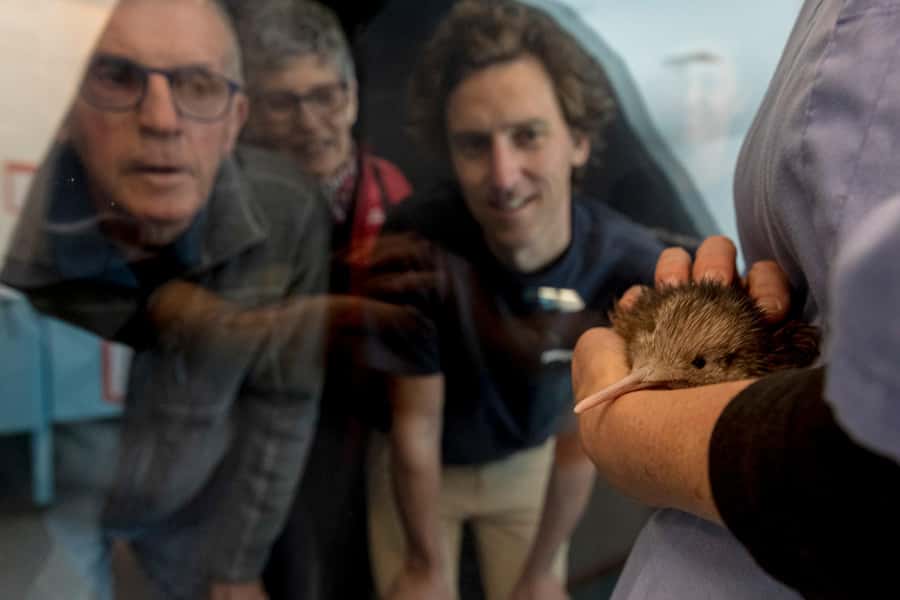 Rotorua: The National Kiwi Hatchery Kiwi Encounter Tour - Newborn chick moments: feeding, health checks, and why they matter