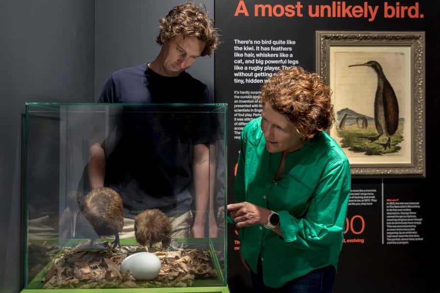 Rotorua: The National Kiwi Hatchery Kiwi Encounter Tour - The conservation trust angle: your ticket actually does something