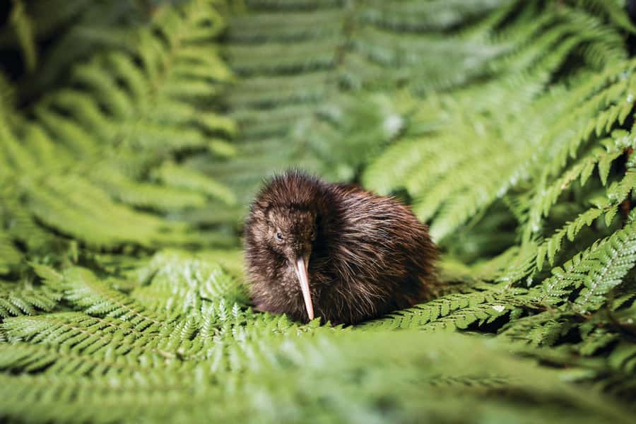 Rotorua: The National Kiwi Hatchery Kiwi Encounter Tour - Who this tour fits best (and who should rethink it)