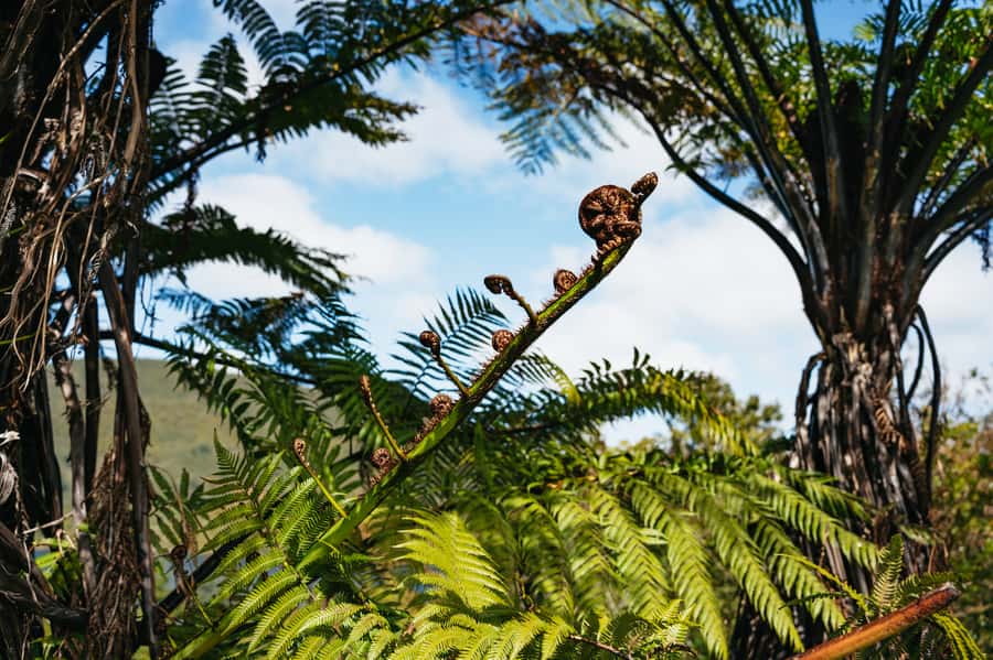 Rotorua: 'Thermal Path Tour' Geothermal half day Tour - Price and value: what $89 buys you in Rotorua