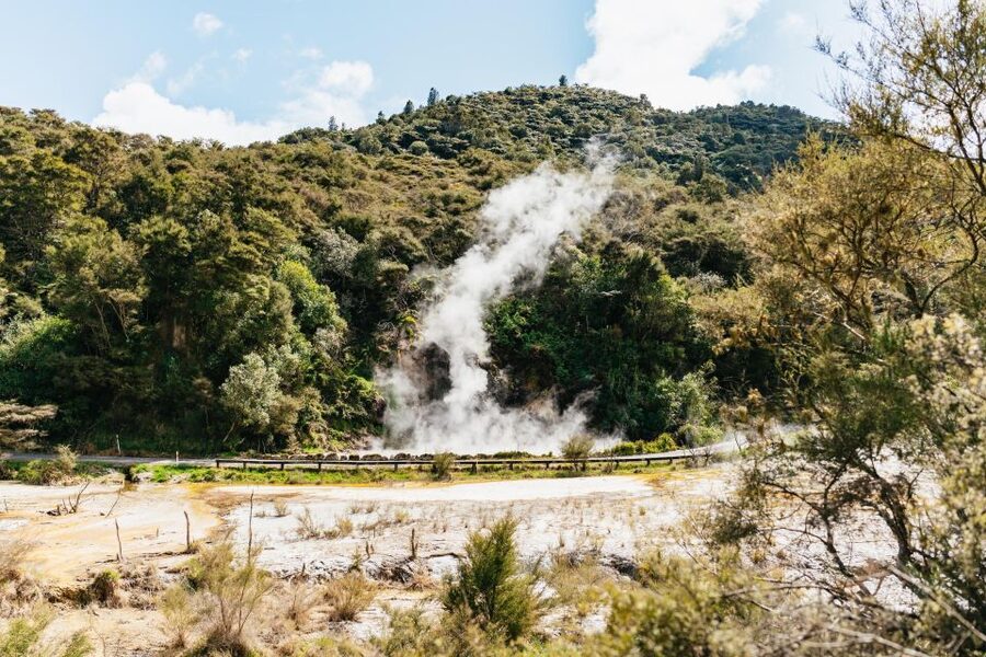 Rotorua: Waimangu Volcanic Valley Ticket & Self-Guided Walk - Native plants and bird-life: the quieter side of Waimangu
