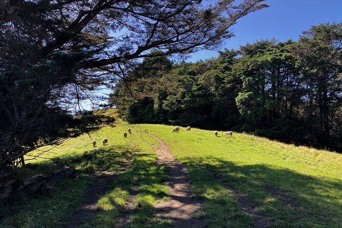 Scenic Short Hike Tour - Papamoa Hills and McLaren Falls - Pace, Fitness, and What to Pack for This Half-Day