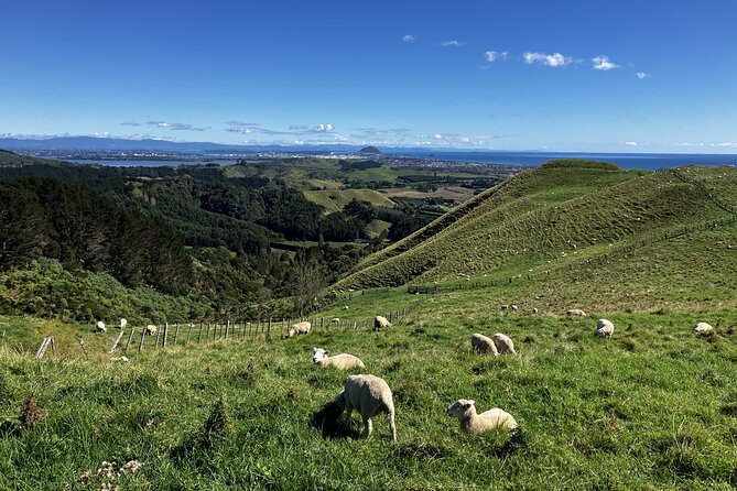 Scenic Short Hike Tour - Papamoa Hills and McLaren Falls - McLaren Falls Park Walk in the Kaimai Foothills