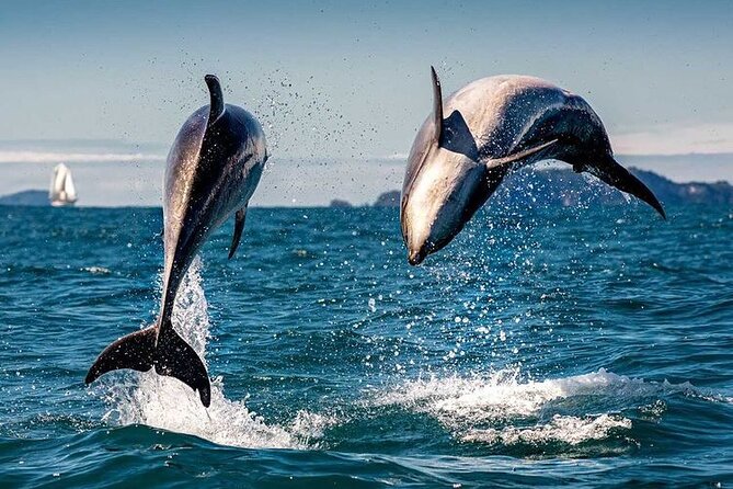 Sea Cave Adventures in Whitianga - Wildlife Watching on Land and at Sea: Keep Your Eyes Working