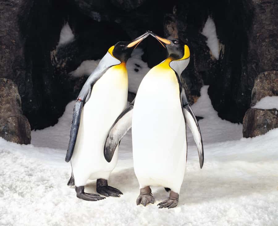Sea Life Kelly Tarlton's Aquarium General Admission - First Stop: Penguin Ice Adventure and the Build-Up to the Birds