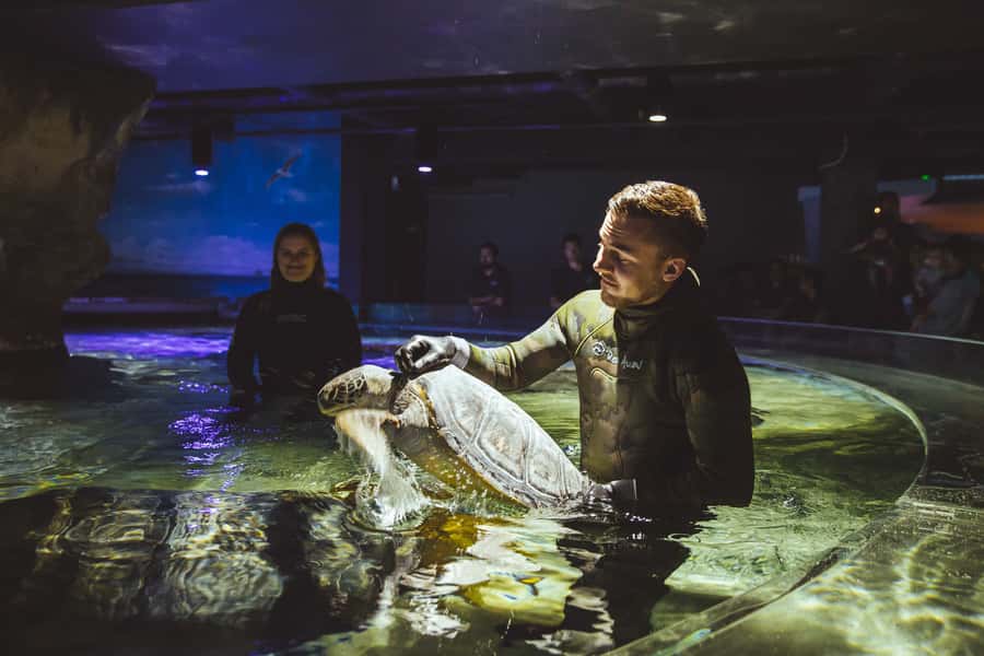 Sea Life Kelly Tarlton's Aquarium General Admission - Underwater Tunnels: The Shark Tunnel and Stingray Viewing