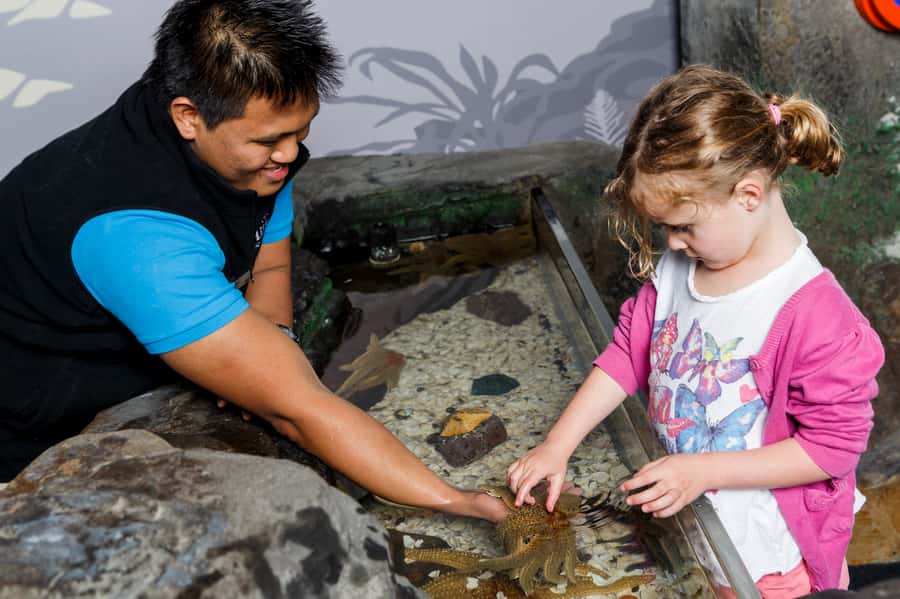 Sea Life Kelly Tarlton's Aquarium General Admission - The Rockpool Touch Experience: Starfish Up Close