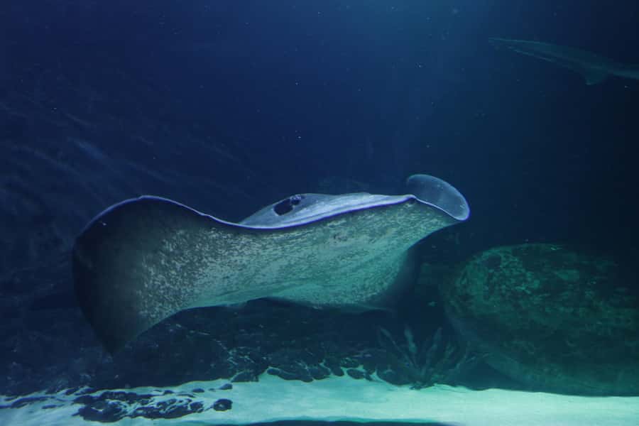 Sea Life Kelly Tarlton's Aquarium General Admission - Turtle Rehabilitation and Learning Beyond the Tanks