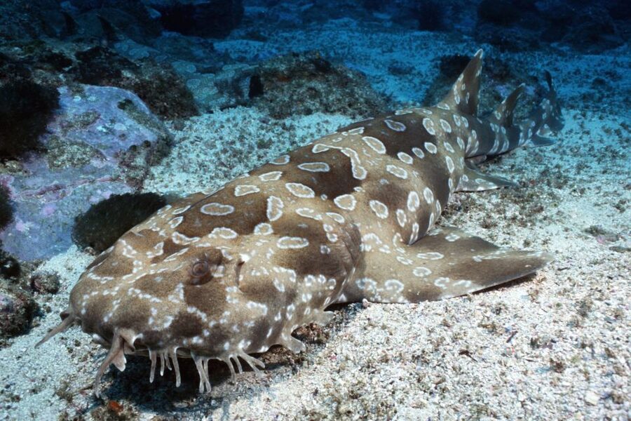 Sea Life Kelly Tarlton's Aquarium General Admission - Animal Talks Included: How to Use Them Without Losing Time