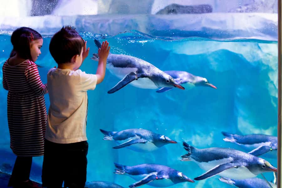 Sea Life Kelly Tarlton's Aquarium General Admission - Getting There Without Stress, Plus How to Plan Your Day