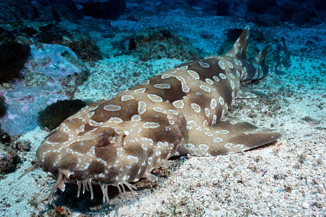 SEA LIFE Kelly Tarlton's General Admission - Price and what general admission really buys you