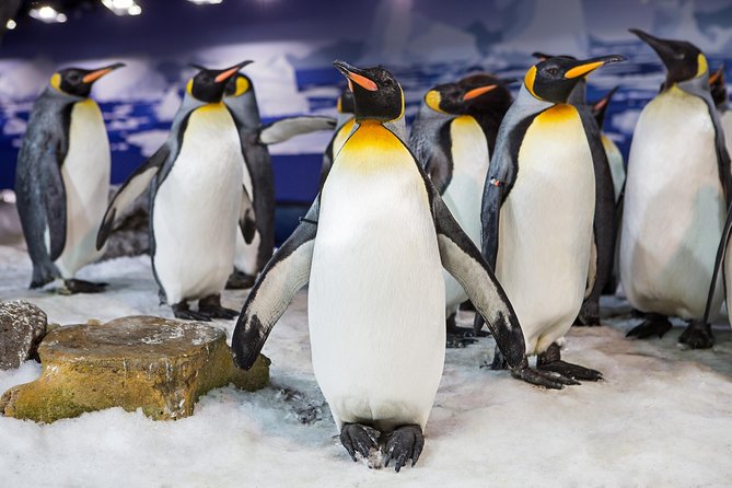 SEA LIFE Kelly Tarlton's General Admission - Antarctic Encounter penguin walk-through: close enough to notice details