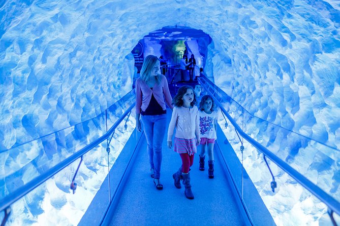 SEA LIFE Kelly Tarlton's General Admission - Jellyfish displays and rescued turtles: the quieter wins