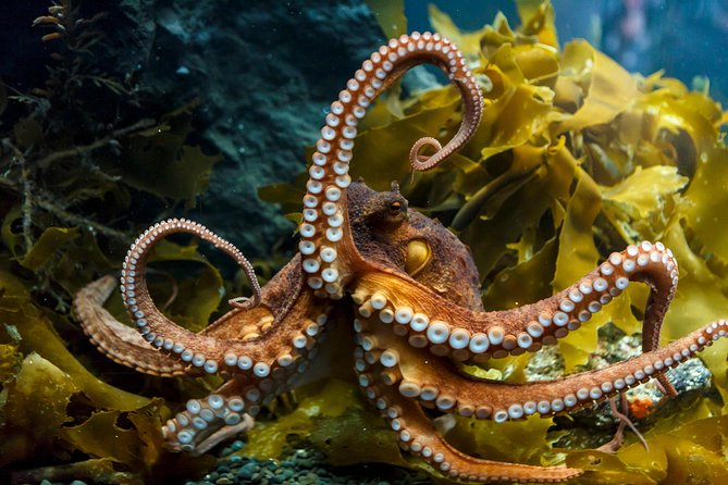 SEA LIFE Kelly Tarlton's General Admission - The specialty exhibits you may not expect