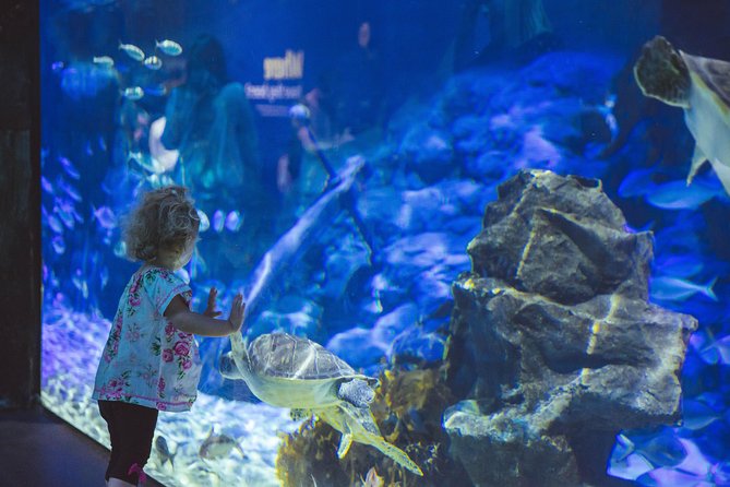 SEA LIFE Kelly Tarlton's General Admission - Your best route through 13 themed zones in about 60 minutes