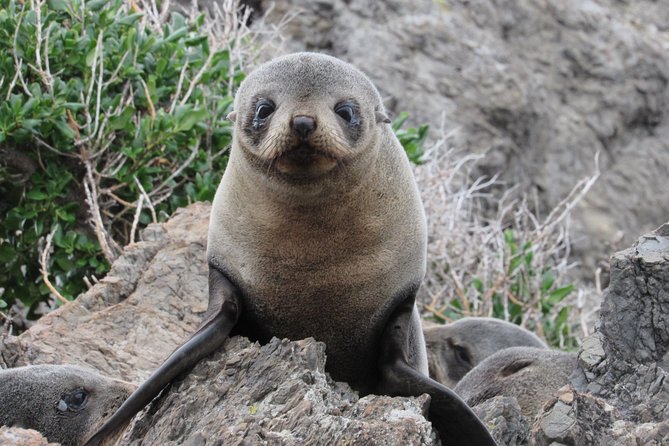 Seal Coast Safari - Exclusive access to Wellington's secret coast - Key points before you go