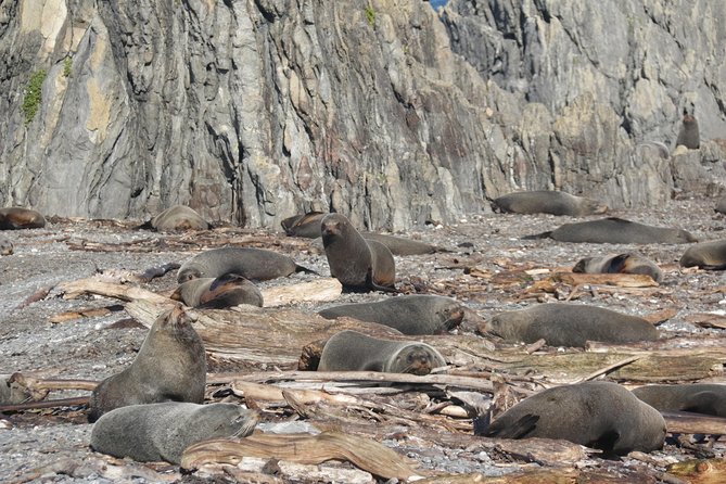 Seal Coast Safari - Exclusive access to Wellington's secret coast - The seal-colony beach time, plus snacks and calm watching