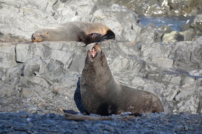 Seal Coast Safari - Exclusive access to Wellington's secret coast - Price and value, is $121.01 a fair deal?