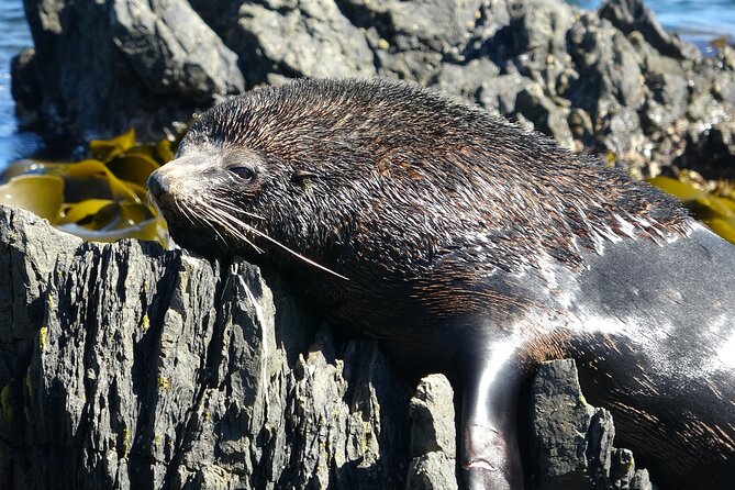 Seal Coast Safari - Exclusive access to Wellington's secret coast - The 4WD ride, comfort, and the curvy-road reality