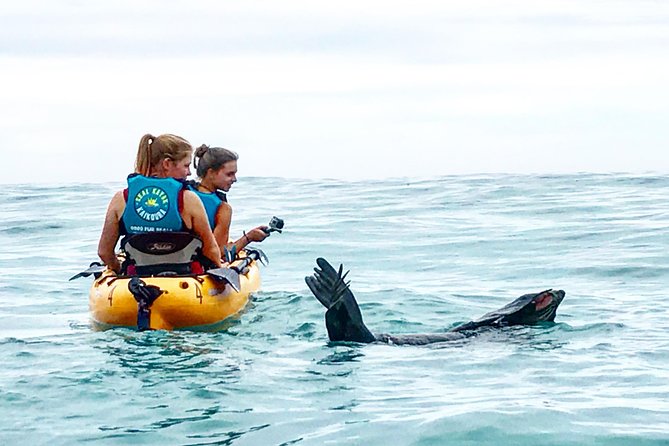 Seal Kayaking Adventure in Kaikoura - Key things to know before you go