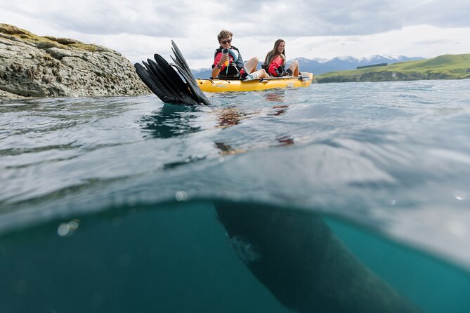 Seal Kayaking Adventure in Kaikoura - Price and value: why $83.78 can make sense here